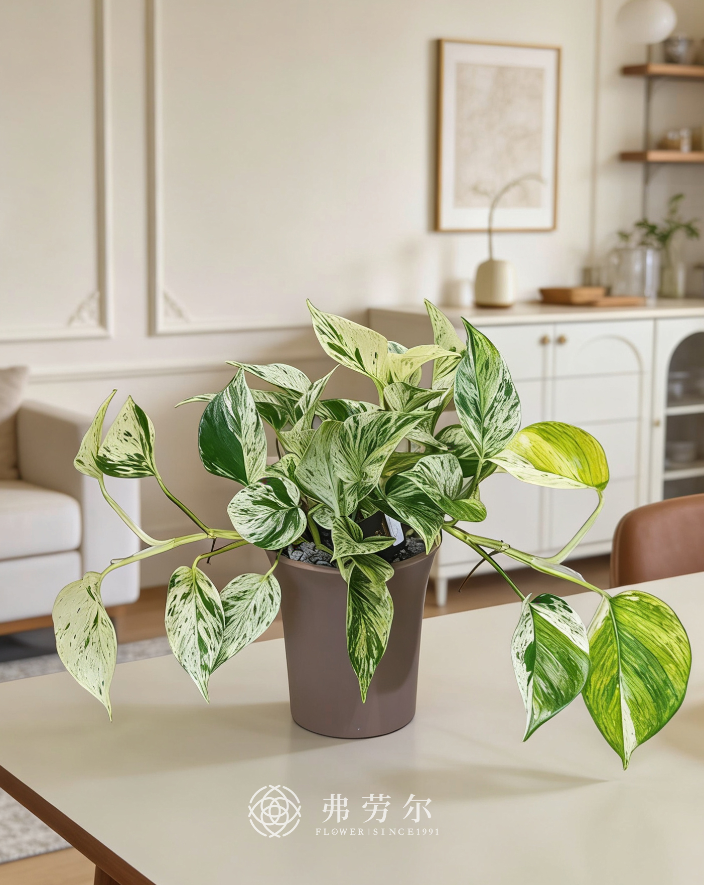 棕盆大理石皇后