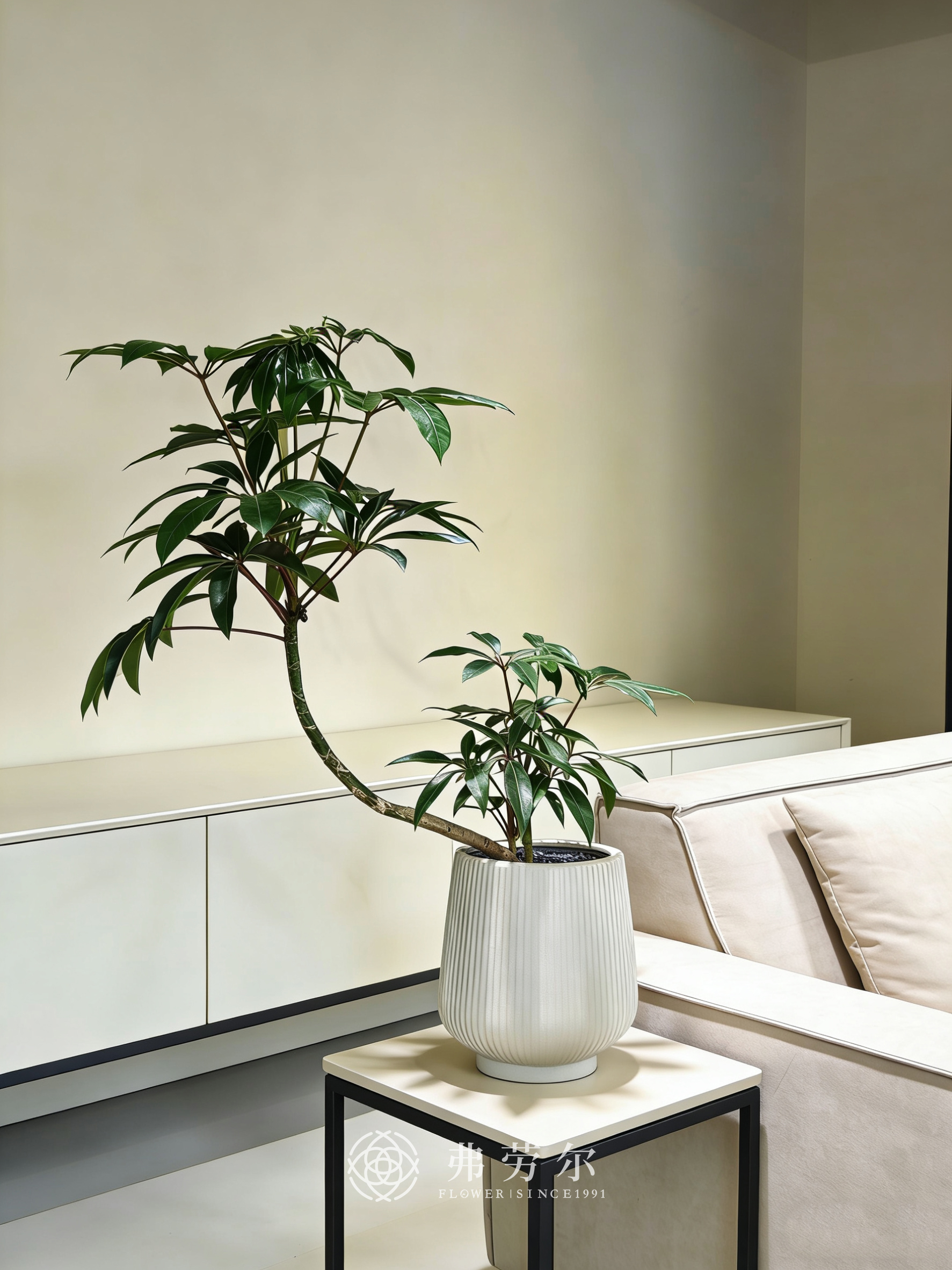 竖纹盆造型台面保罗