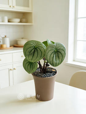 西瓜皮椒草
