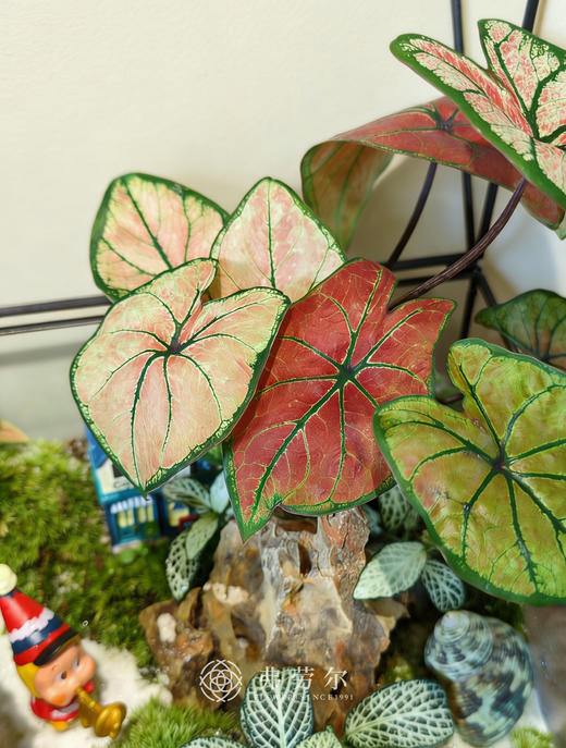 房屋微景观（大） 商品图3