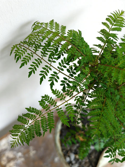 蓝花楹 商品图1