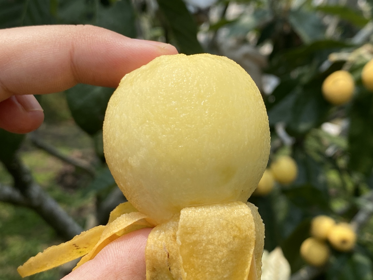 莆田枇杷—白梨枇杷