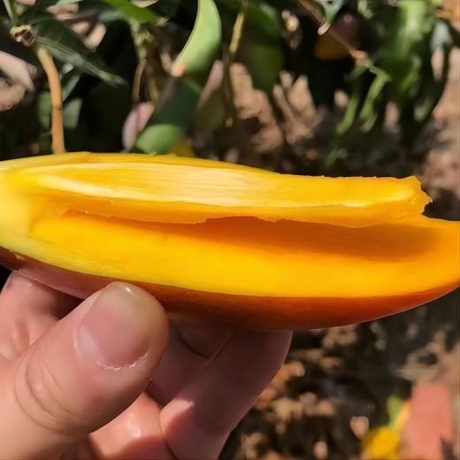海南树上熟贵妃芒 商品图7