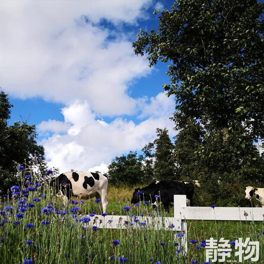 高原生态手工牛乳饼｜云南昆明 商品图6