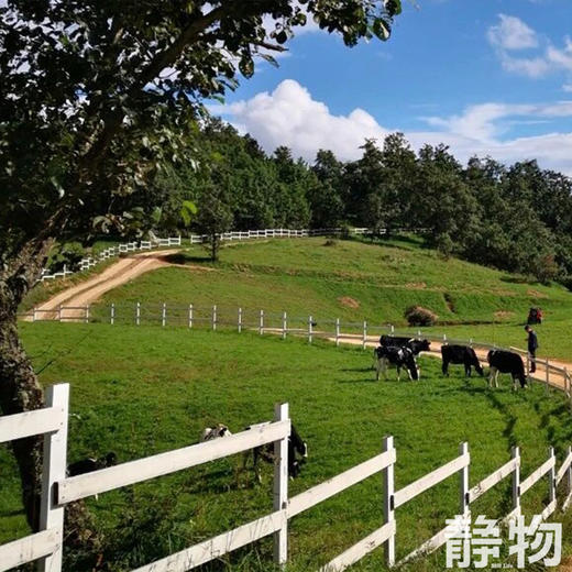 高原生态手工牛乳饼｜云南昆明 商品图7