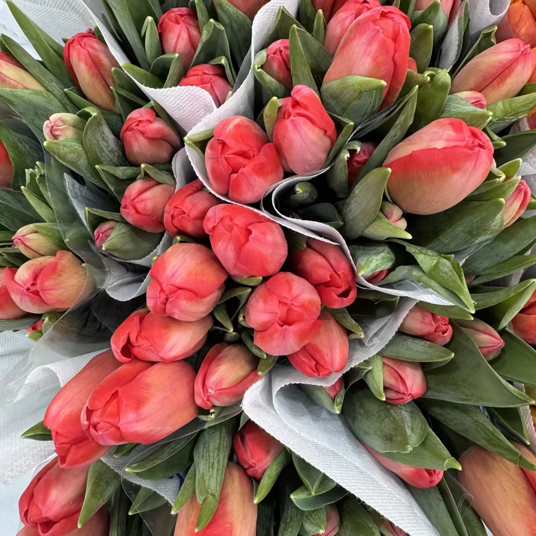 基地直营-国产郁金香-凌源-10支