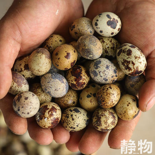 生态鹌鹑蛋20枚装｜绿手指农园 商品图1
