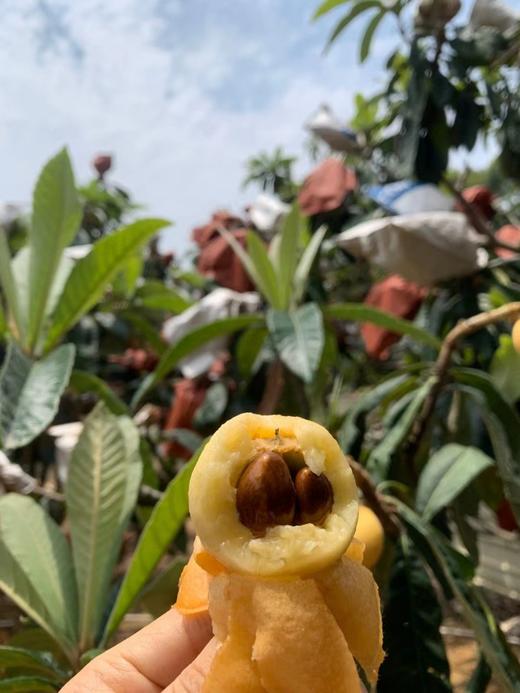 莆田枇杷—白梨枇杷 商品图3