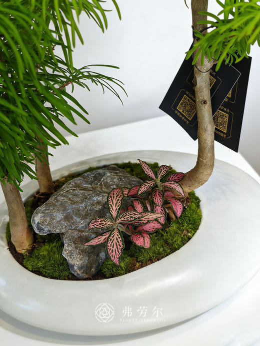 白异形盆金钱松 商品图1