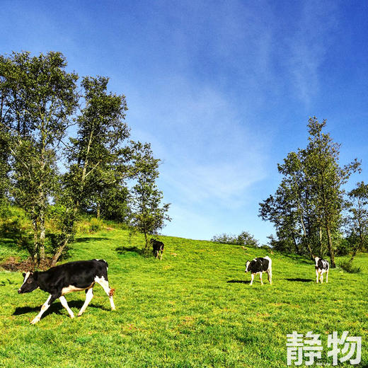 高原生态手工牛乳饼｜云南昆明 商品图8