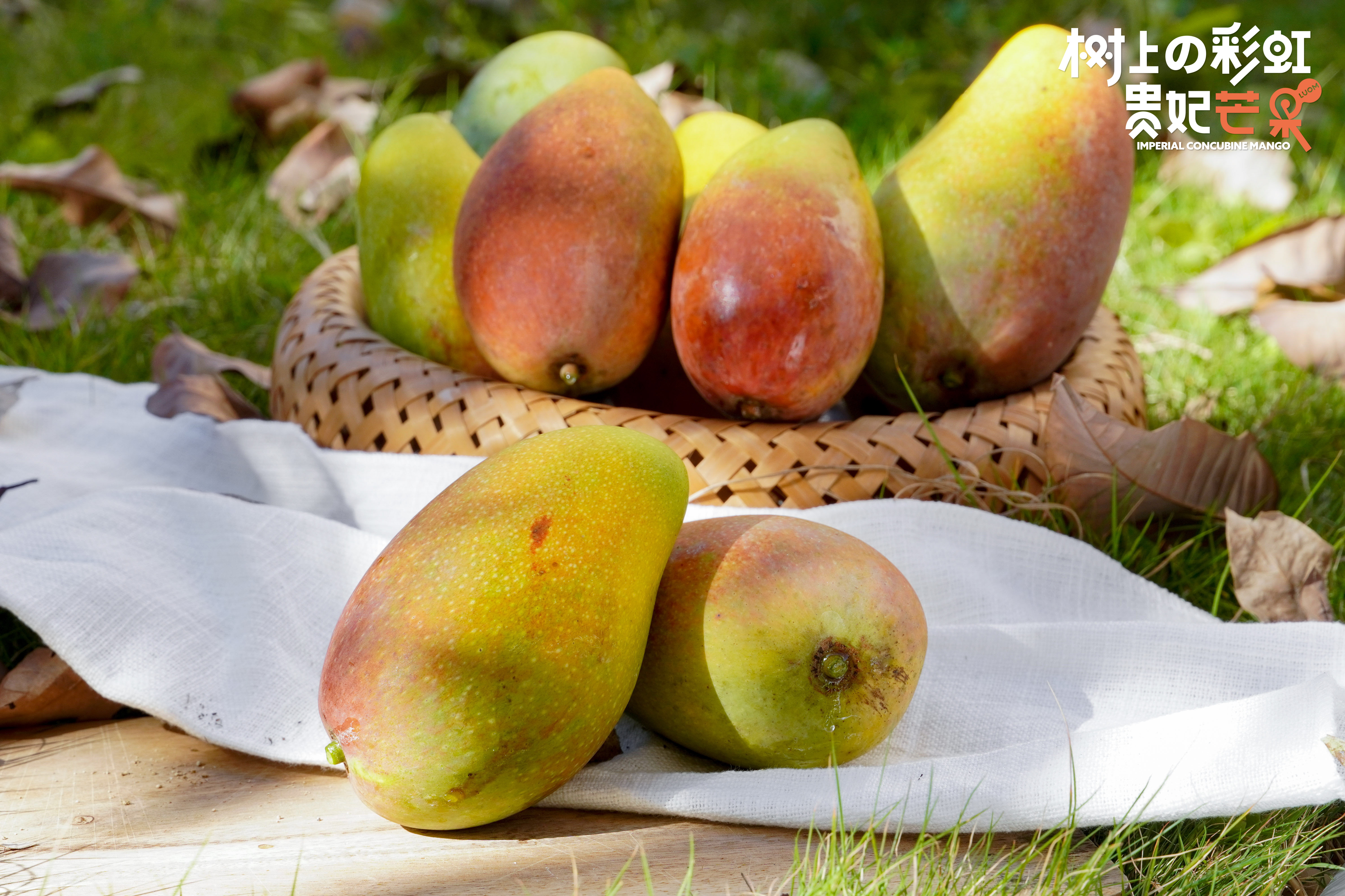 海南贵妃芒 树上熟无筋无丝 核小皮薄