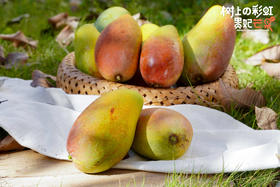 海南贵妃芒 树上熟无筋无丝 核小皮薄