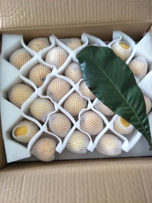 莆田枇杷—白梨枇杷 商品图5