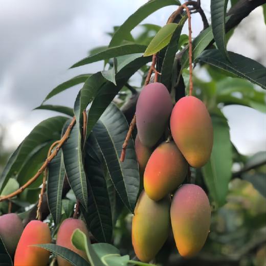 海南树上熟贵妃芒 商品图3