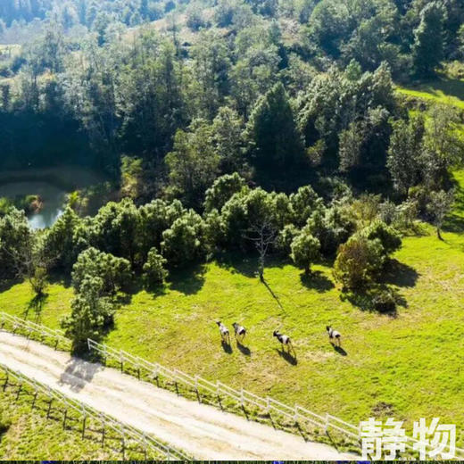 高原生态手工牛乳饼｜云南昆明 商品图5