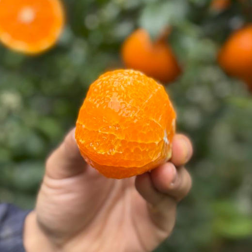 云南红河谷花香蜜柑 商品图4