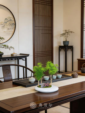 白异形盆金钱松