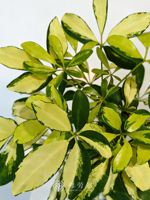 黑盆吸财木 商品图2