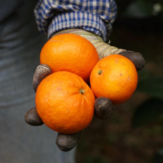 云南红河谷花香蜜柑 商品图3