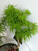 白异形盆金钱松 商品缩略图2