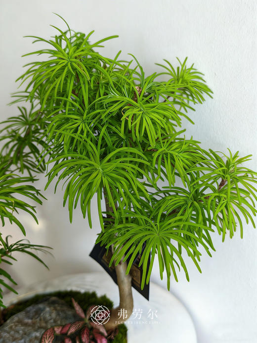 白异形盆金钱松 商品图2