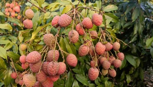 桂花香 海南荔枝 商品图2