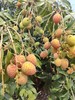 桂花香 海南荔枝 商品缩略图4