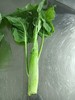 生态芥蓝（鸡腿芥蓝） | 绿家自产* Ecological Cabbage mustard | In-House Production 商品缩略图2