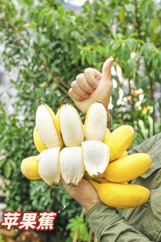 严选 | 福建漳州苹果蕉 产地直采 软糯香甜 口感丰富 商品图1