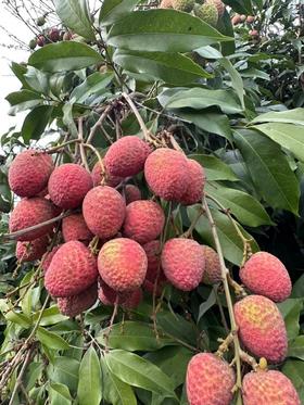 桂花香 海南荔枝