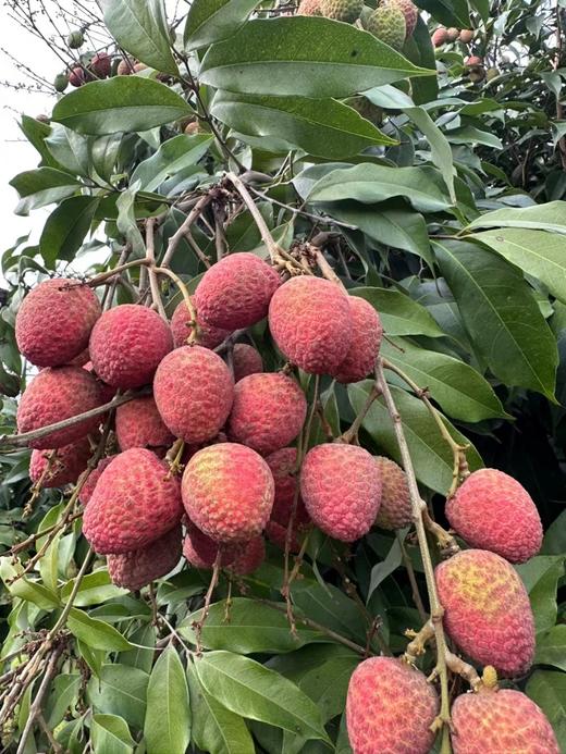 桂花香 海南荔枝 商品图0