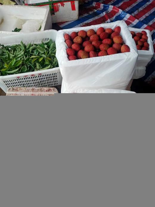 桂花香 海南荔枝 商品图6