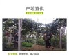三色猕猴桃 商品缩略图5