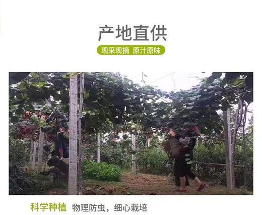 三色猕猴桃 商品图5