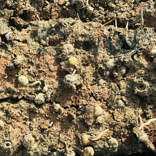 地标有机水果马蹄·带皮马蹄 多规格可选 全国配送（偏远地区除外） 商品图4