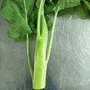 生态芥蓝（鸡腿芥蓝） | 绿家自产* Ecological Cabbage mustard | In-House Production 商品缩略图1