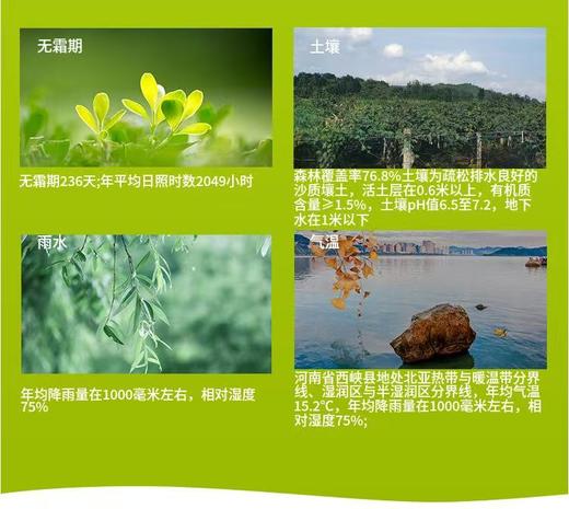 三色猕猴桃 商品图4