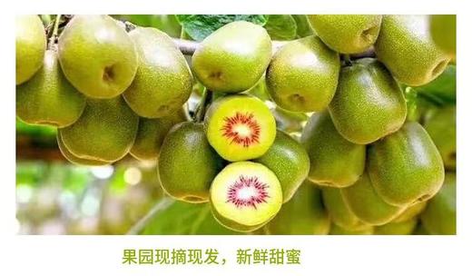三色猕猴桃 商品图6