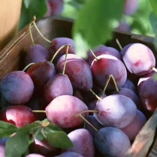 严选 | 列夫新疆西梅干 250g*2包 内含独立包装 配料干净无添加 商品图6