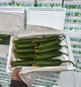 预定团15.8元一箱水果小黄瓜净果约2斤（4.4-4.5提货）