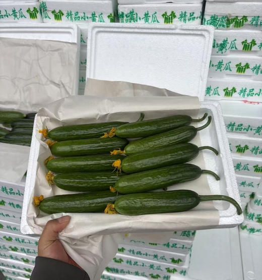 预定团15.8元一箱水果小黄瓜净果约2斤（4.4-4.5提货） 商品图0