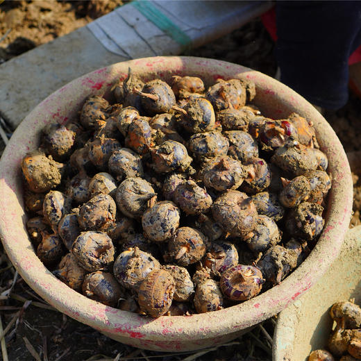 地标有机水果马蹄·去皮马蹄 多规格可选 全国配送（偏远地区除外） 商品图3