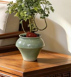 钱多多福禄桐 商品图2