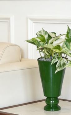 绿色高脚盆快乐叶子 商品图2