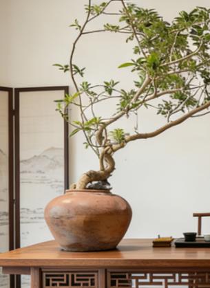 棕盆造型海岛栀子花 商品图2