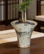 蓝花楹 商品图2