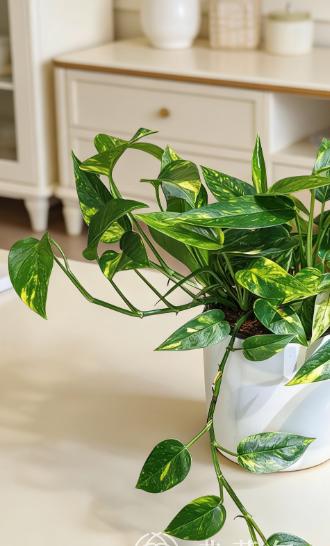 白盆火焰麒麟尾 商品图2