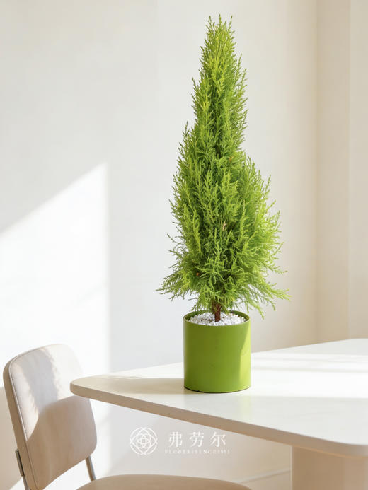 绿盆香松 商品图0