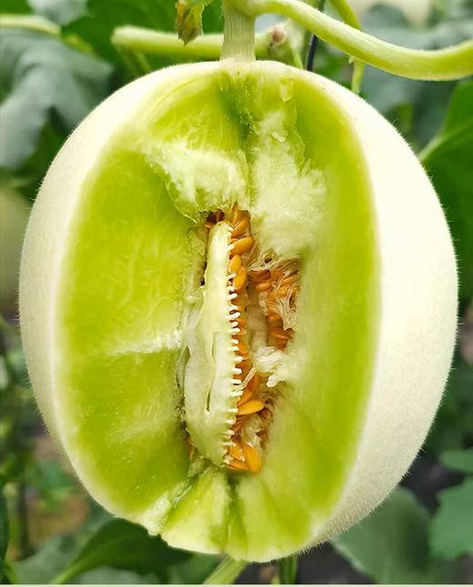 严选 | 海南玉菇甜瓜 4.5斤 中果 脆甜多汁 冰淇淋口感 商品图0