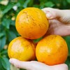 严选 | 广西武鸣无核沃柑 5斤/9斤装 现摘现发 皮薄多汁 商品缩略图3